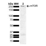Western Blot - Anti-mTOR Antibody (A304873) - Antibodies.com
