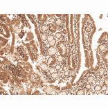 Immunohistochemistry - Anti-Cyclin D2 Antibody (A304874) - Antibodies.com