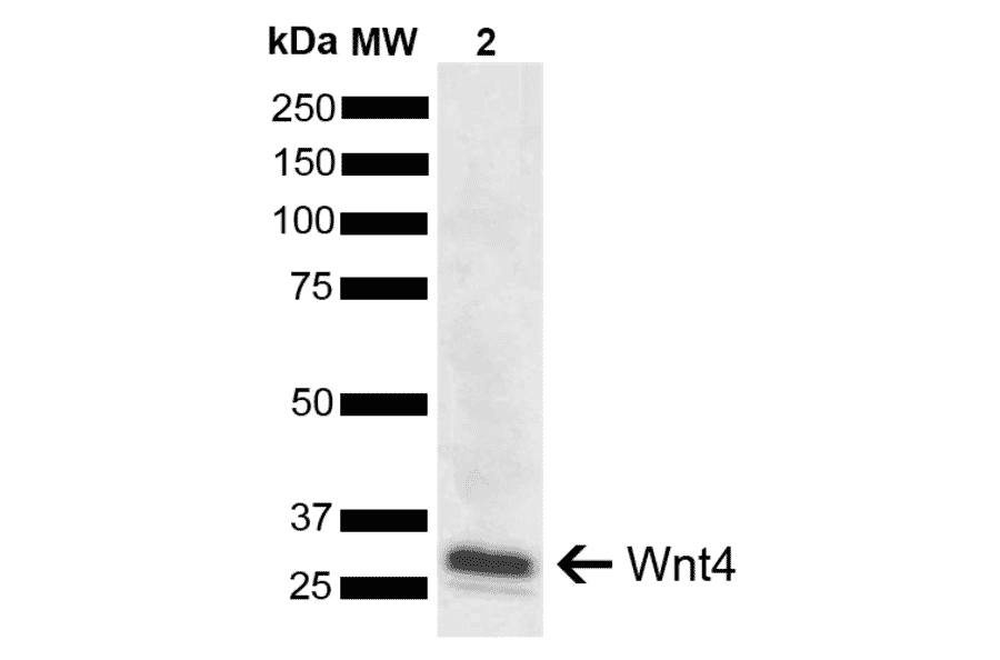 Western Blot - Anti-Wnt4 Antibody (A304875) - Antibodies.com