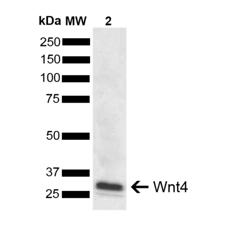 Western Blot - Anti-Wnt4 Antibody (A304875) - Antibodies.com