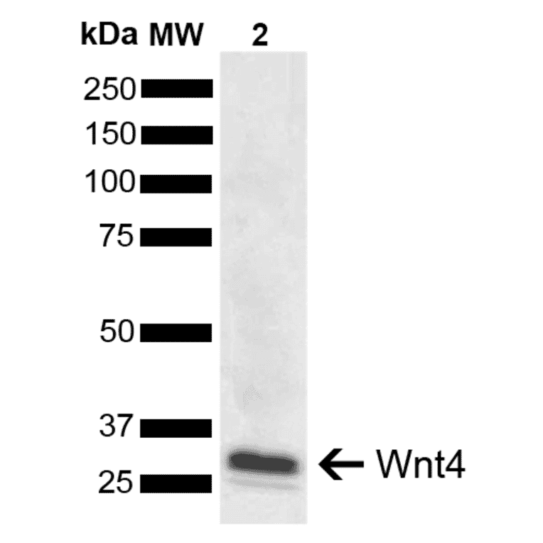 Western Blot - Anti-Wnt4 Antibody (A304875) - Antibodies.com