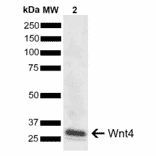 Western Blot - Anti-Wnt4 Antibody (A304875) - Antibodies.com