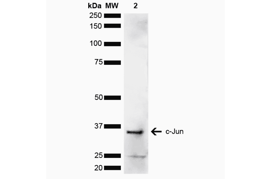 Western Blot - Anti-c-Jun Antibody (A304876) - Antibodies.com