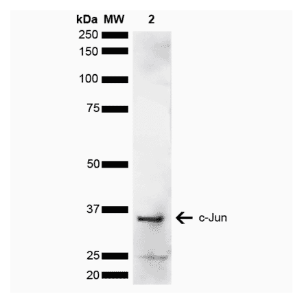 Western Blot - Anti-c-Jun Antibody (A304876) - Antibodies.com