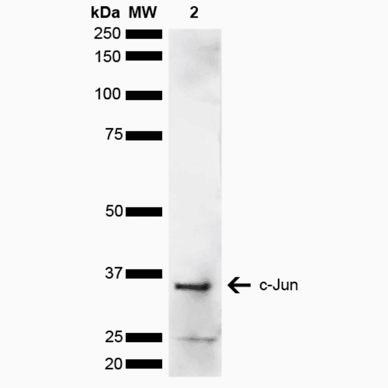 Western Blot - Anti-c-Jun Antibody (A304876) - Antibodies.com