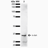 Western Blot - Anti-c-Jun Antibody (A304876) - Antibodies.com