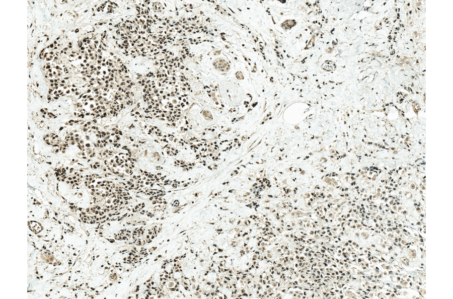 Immunohistochemistry - Anti-c-Jun Antibody (A304876) - Antibodies.com