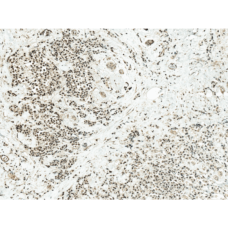 Immunohistochemistry - Anti-c-Jun Antibody (A304876) - Antibodies.com