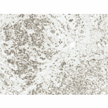 Immunohistochemistry - Anti-c-Jun Antibody (A304876) - Antibodies.com
