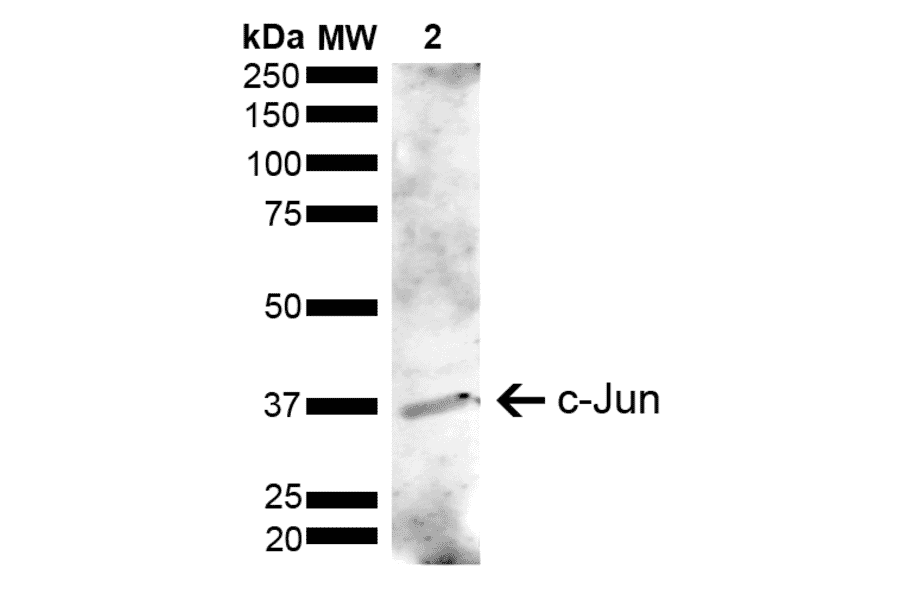 Western Blot - Anti-c-Jun Antibody (A304877) - Antibodies.com