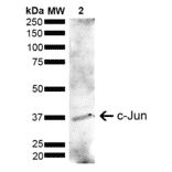 Western Blot - Anti-c-Jun Antibody (A304877) - Antibodies.com