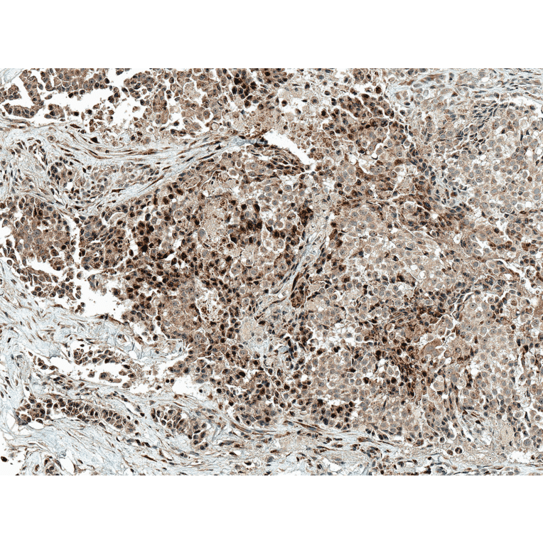 Immunohistochemistry - Anti-c-Jun Antibody (A304877) - Antibodies.com