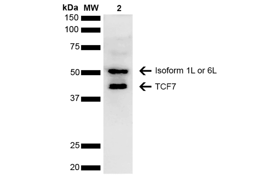 Western Blot - Anti-TCF7 Antibody (A304878) - Antibodies.com