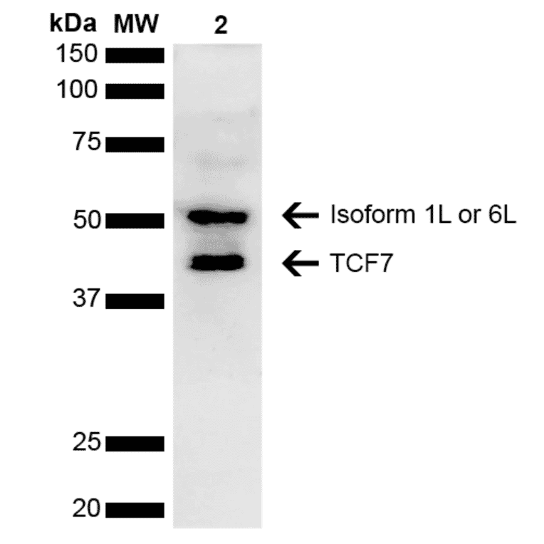 Western Blot - Anti-TCF7 Antibody (A304878) - Antibodies.com