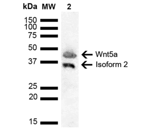 Western Blot - Anti-Wnt5a Antibody (A304879) - Antibodies.com