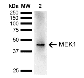 Western Blot - Anti-MEK1 Antibody (A304880) - Antibodies.com