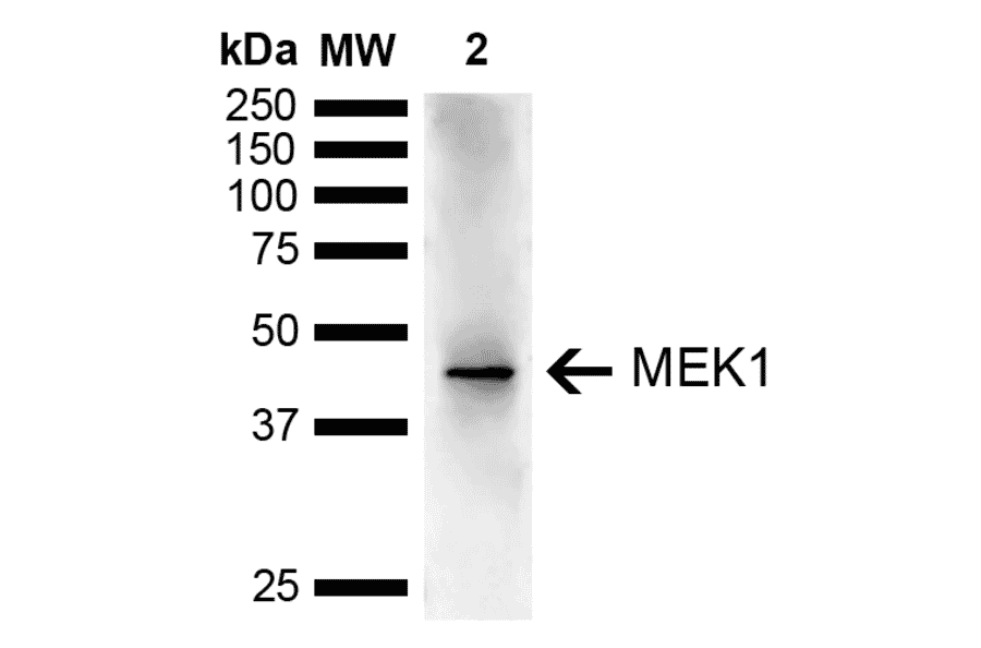 Western Blot - Anti-MEK1 Antibody (A304880) - Antibodies.com