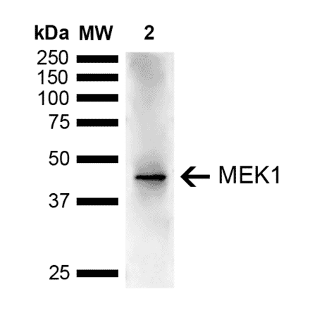 Western Blot - Anti-MEK1 Antibody (A304880) - Antibodies.com