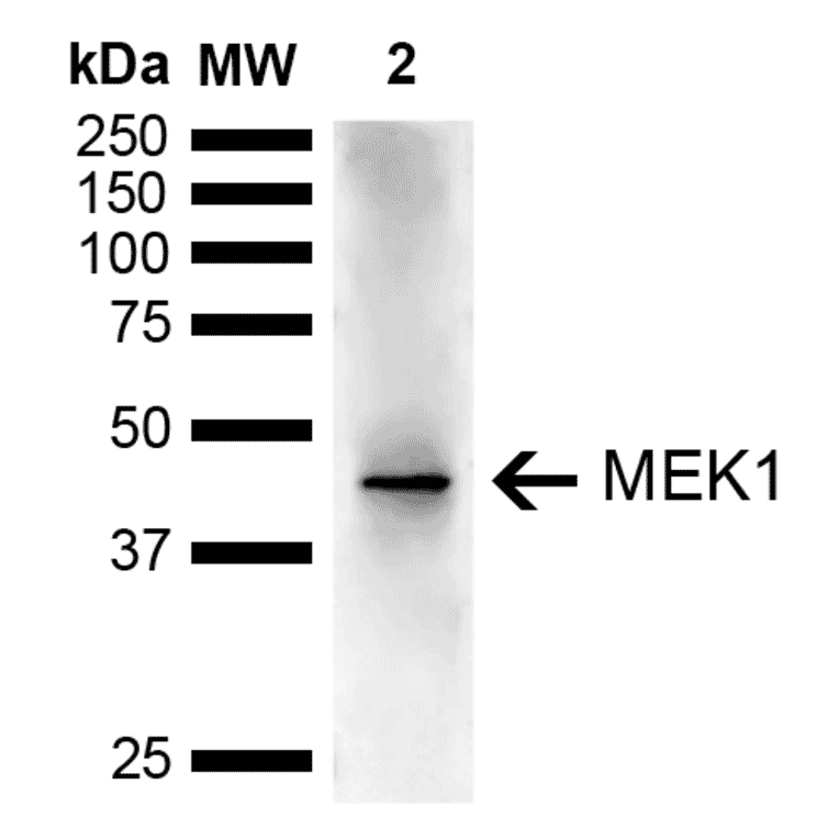 Western Blot - Anti-MEK1 Antibody (A304880) - Antibodies.com