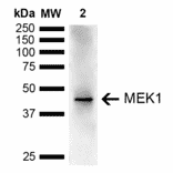 Western Blot - Anti-MEK1 Antibody (A304880) - Antibodies.com