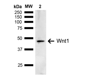Western Blot - Anti-Wnt1 Antibody (A304883) - Antibodies.com