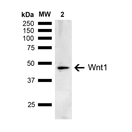 Western Blot - Anti-Wnt1 Antibody (A304883) - Antibodies.com