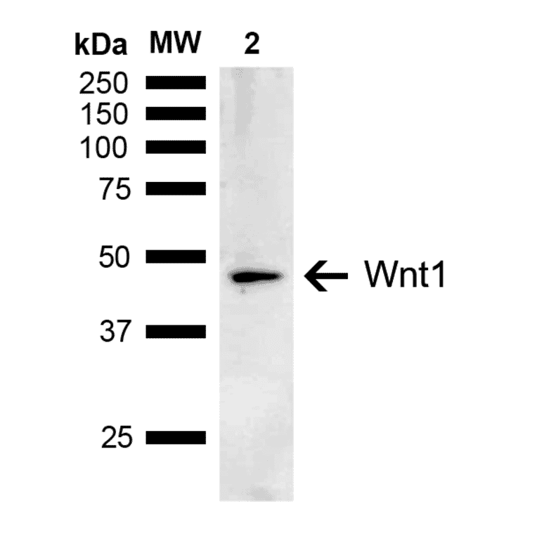 Western Blot - Anti-Wnt1 Antibody (A304883) - Antibodies.com