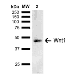 Western Blot - Anti-Wnt1 Antibody (A304883) - Antibodies.com