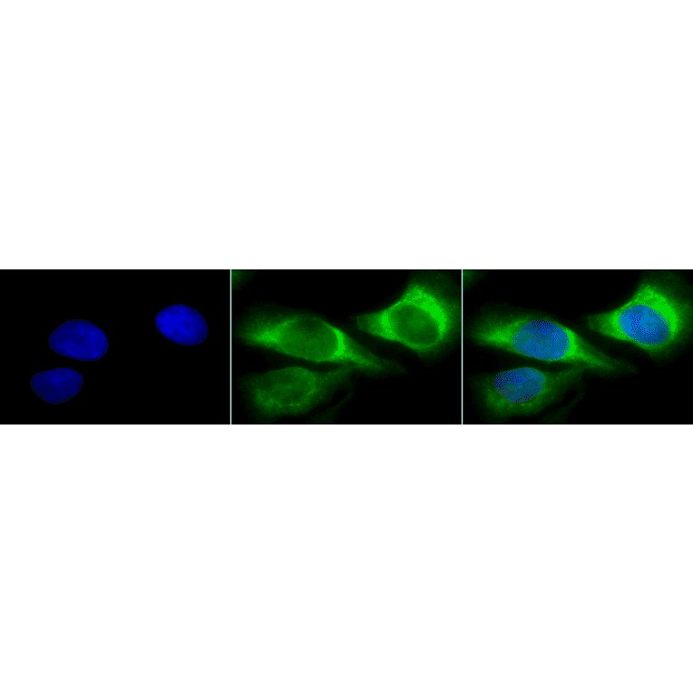Immunocytochemistry/Immunofluorescence - Anti-HSP47 Antibody [1C4-1A6] (A304884) - Antibodies.com