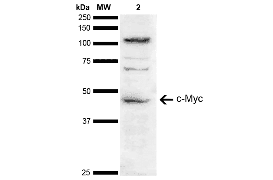 Western Blot - Anti-c-Myc Antibody (A304885) - Antibodies.com