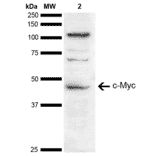 Western Blot - Anti-c-Myc Antibody (A304885) - Antibodies.com