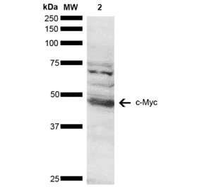 Western Blot - Anti-c-Myc Antibody (A304886) - Antibodies.com