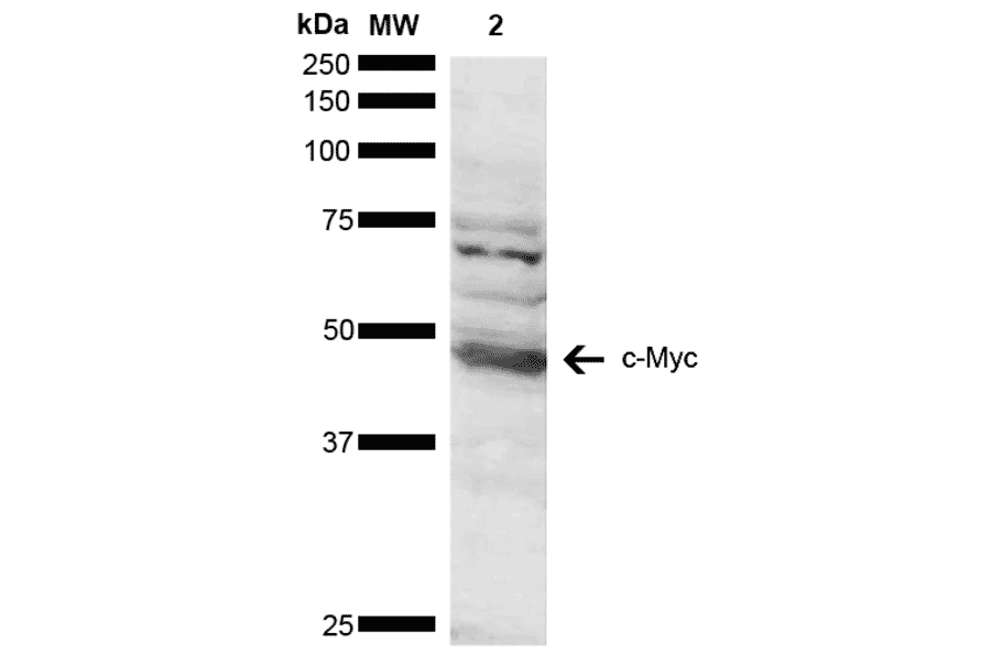 Western Blot - Anti-c-Myc Antibody (A304886) - Antibodies.com