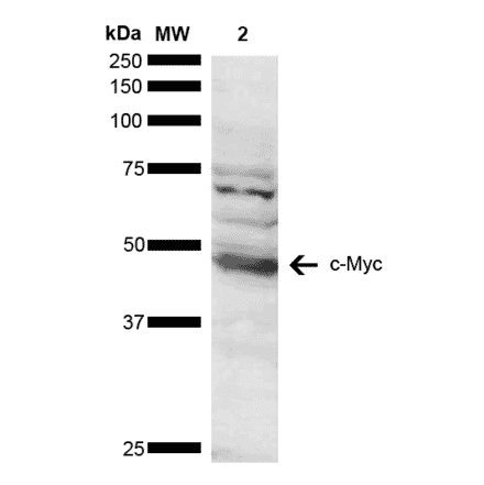 Western Blot - Anti-c-Myc Antibody (A304886) - Antibodies.com