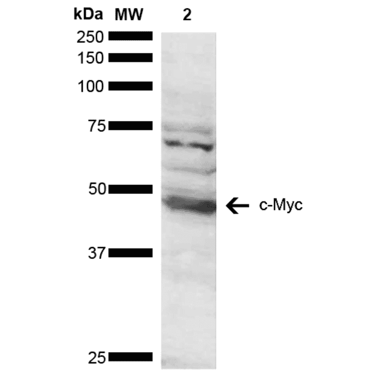 Western Blot - Anti-c-Myc Antibody (A304886) - Antibodies.com