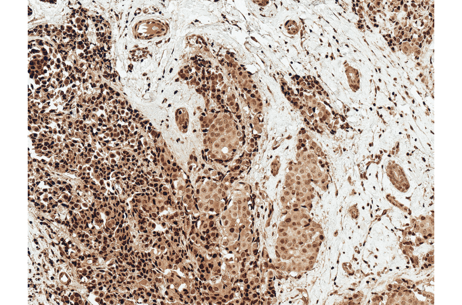 Immunohistochemistry - Anti-c-Myc Antibody (A304886) - Antibodies.com