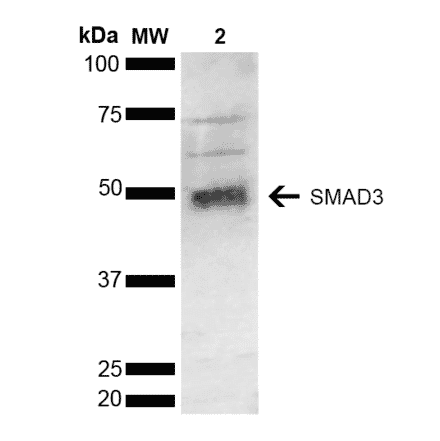 Western Blot - Anti-Smad3 Antibody (A304887) - Antibodies.com