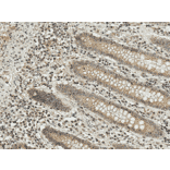Immunohistochemistry - Anti-Smad3 Antibody (A304887) - Antibodies.com