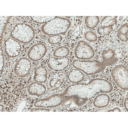Immunohistochemistry - Anti-Smad3 Antibody (A304888) - Antibodies.com