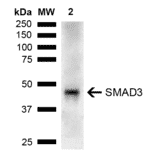 Western Blot - Anti-Smad3 Antibody (A304888) - Antibodies.com