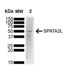 Western Blot - Anti-SPATA2L Antibody [Z2 P2D5-C8] (A304889) - Antibodies.com