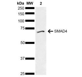 Western Blot - Anti-Smad4 Antibody (A304891) - Antibodies.com