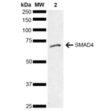 Western Blot - Anti-Smad4 Antibody (A304891) - Antibodies.com
