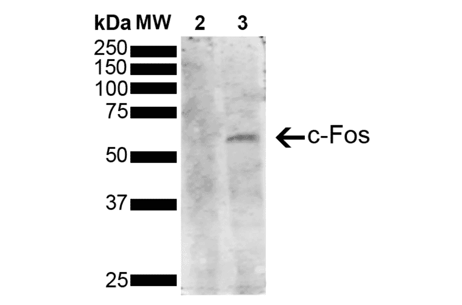 Western Blot - Anti-c-Fos Antibody [3G11] (A304892) - Antibodies.com