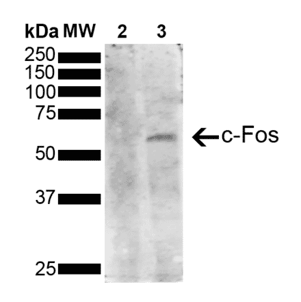 Western Blot - Anti-c-Fos Antibody [3G11] (A304892) - Antibodies.com