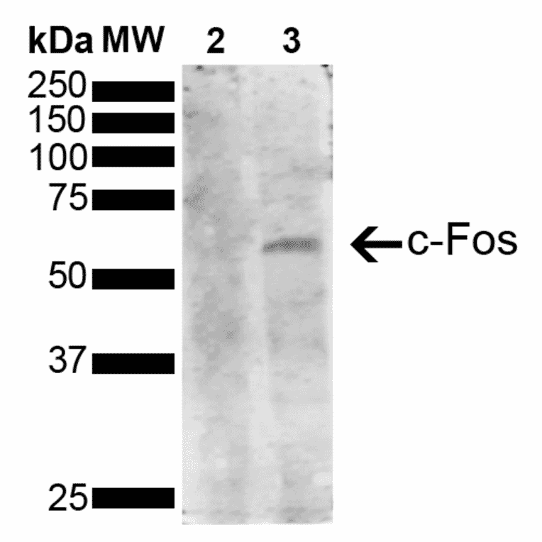 Western Blot - Anti-c-Fos Antibody [3G11] (A304892) - Antibodies.com