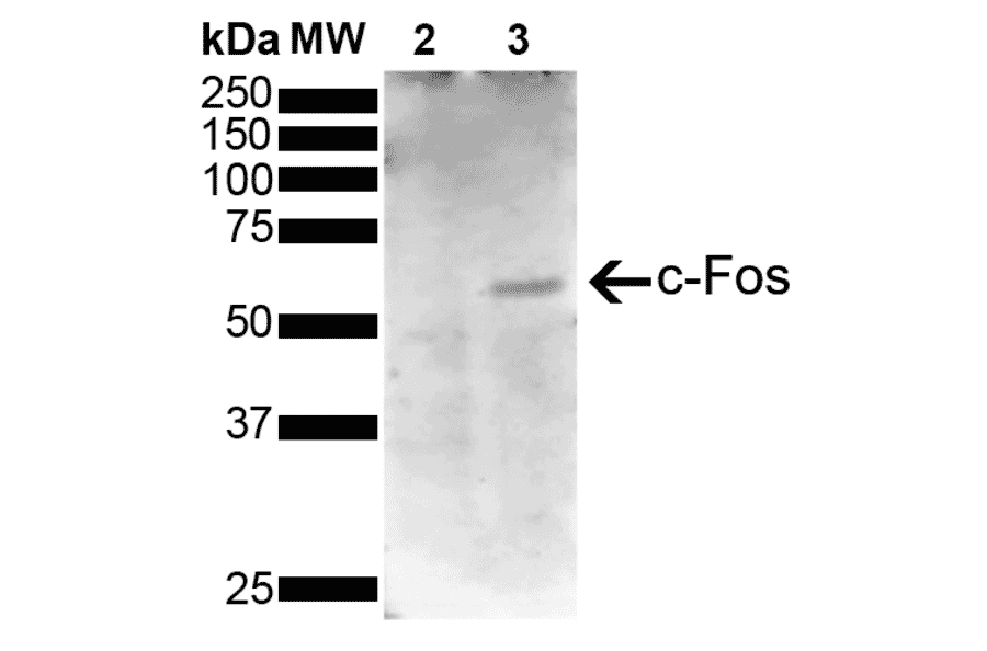 Western Blot - Anti-c-Fos Antibody [5B11] (A304893) - Antibodies.com