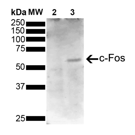 Western Blot - Anti-c-Fos Antibody [5B11] (A304893) - Antibodies.com
