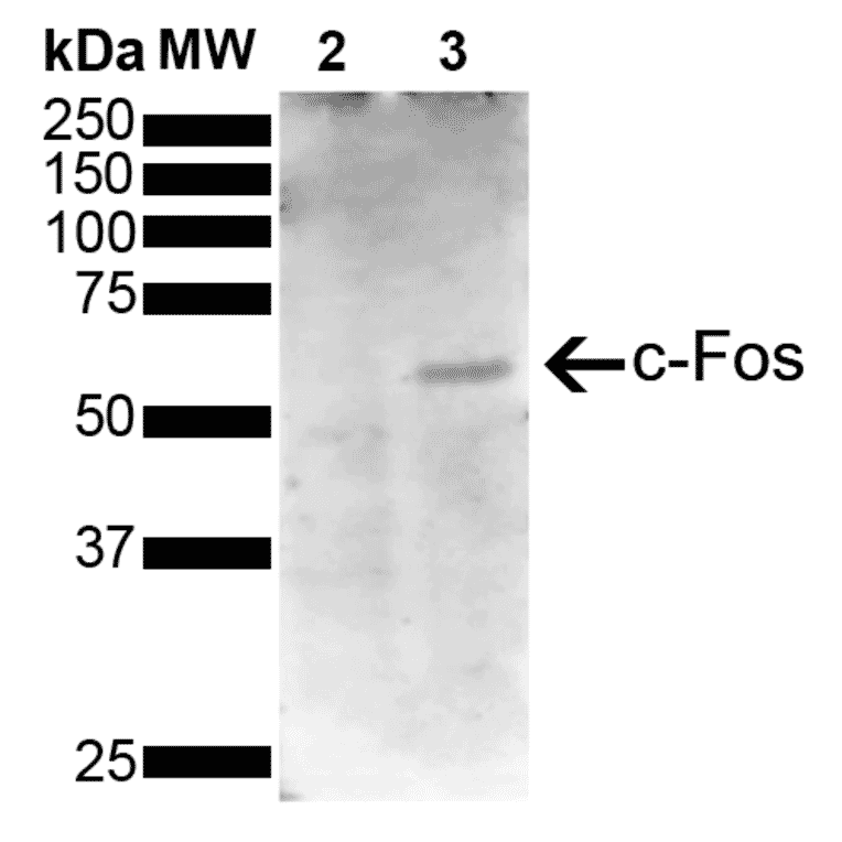 Western Blot - Anti-c-Fos Antibody [5B11] (A304893) - Antibodies.com