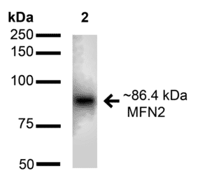 Western Blot - Anti-Mitofusin 2 Antibody (A304895) - Antibodies.com